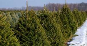 Christmas tree lot with snow on ground